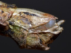 Loxopsis conocephala