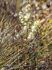 Grevillea trifida