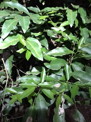 Capparis arborea