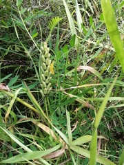 Astragalus uliginosus