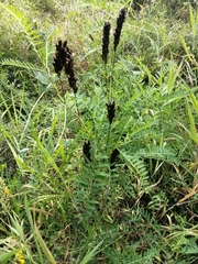 Astragalus uliginosus