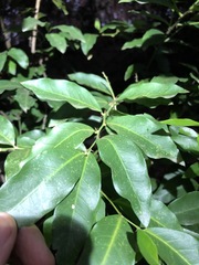 Capparis arborea