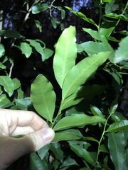 Capparis arborea