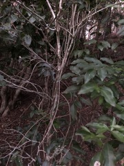 Capparis arborea