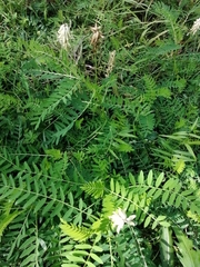 Astragalus uliginosus