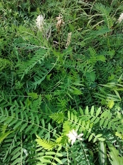Astragalus uliginosus