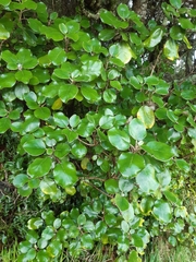 Brachyglottis rotundifolia