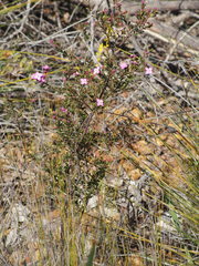 Boronia crenulata