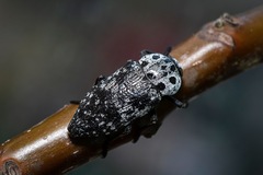 Capnodis cariosa