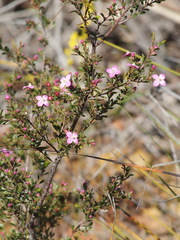 Boronia crenulata