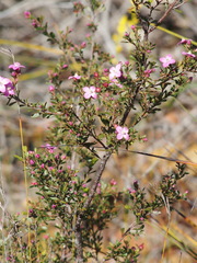 Boronia crenulata