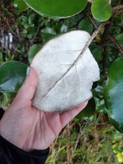 Brachyglottis rotundifolia