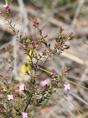 Boronia crenulata