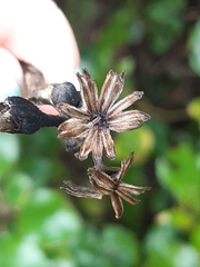 Brachyglottis rotundifolia