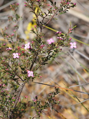 Boronia crenulata