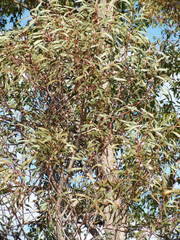 Hakea laurina