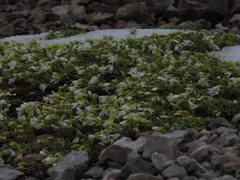 Cerastium uniflorum