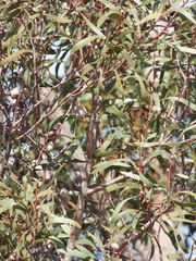 Hakea laurina