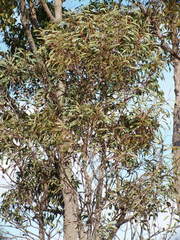 Hakea laurina
