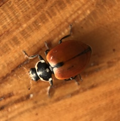 Hippodamia lunatomaculata lunatomaculata