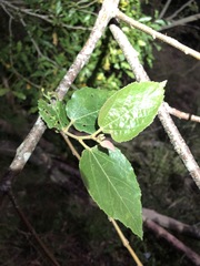 Commersonia bartramia