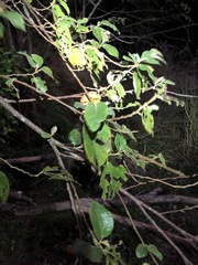 Commersonia bartramia