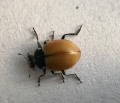 Hippodamia lunatomaculata lunatomaculata