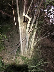 Commersonia bartramia