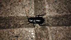 Blatta orientalis