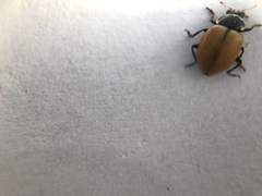 Hippodamia lunatomaculata lunatomaculata