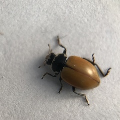 Hippodamia lunatomaculata lunatomaculata