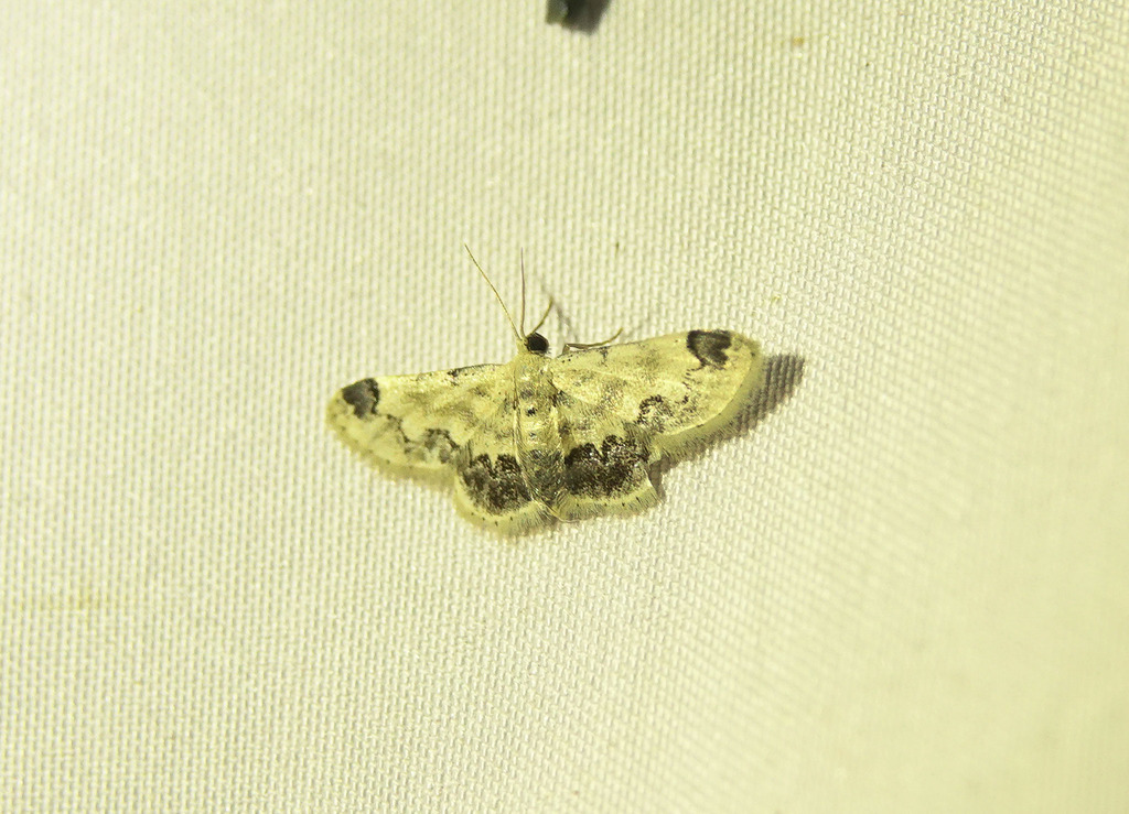 Butterflies and Moths from Karimganj, Assam, India on August 13, 2020 ...