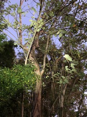 Commersonia bartramia