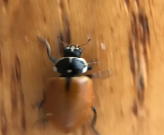 Hippodamia lunatomaculata lunatomaculata