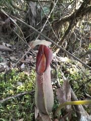 Nepenthes