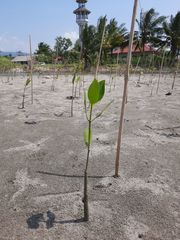 Rhizophora mucronata