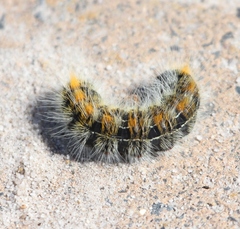Bombycomorpha bifascia bifascia