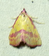 Phytometra rhodarialis