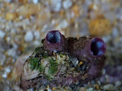 Cnemidocarpa nisiotis