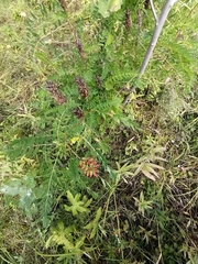 Astragalus uliginosus