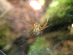 Floronia bucculenta