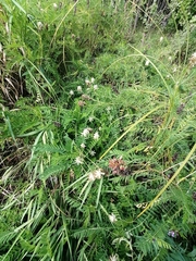 Astragalus uliginosus