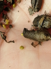 Astragalus uliginosus