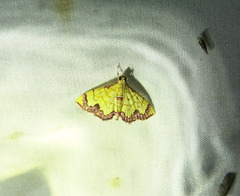 Isocentris