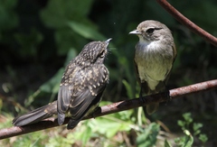 Muscicapa adusta adusta