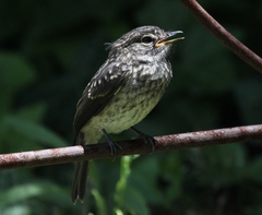 Muscicapa adusta adusta
