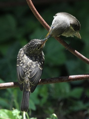 Muscicapa adusta adusta