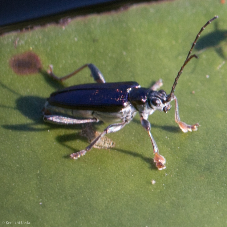 Palm-footed pond lily leaf beetle