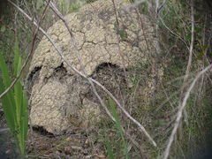 Nasutitermes exitiosus