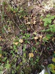 Suillus sibiricus